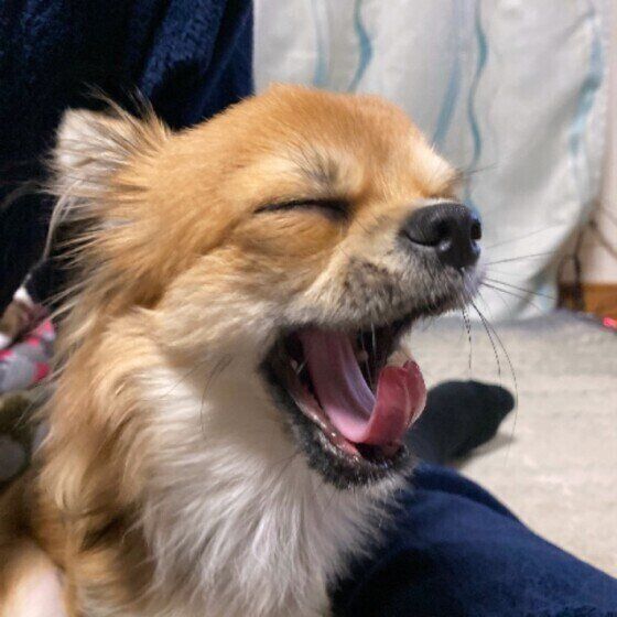 あくびをするチワワ