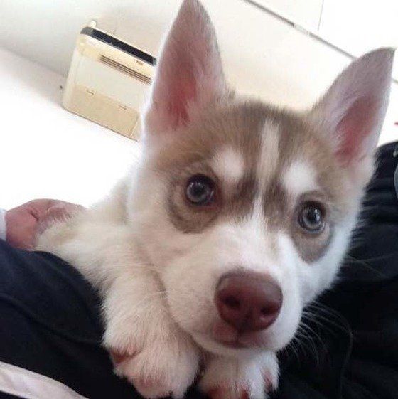 シベリアンハスキーの子犬、Mayちゃん