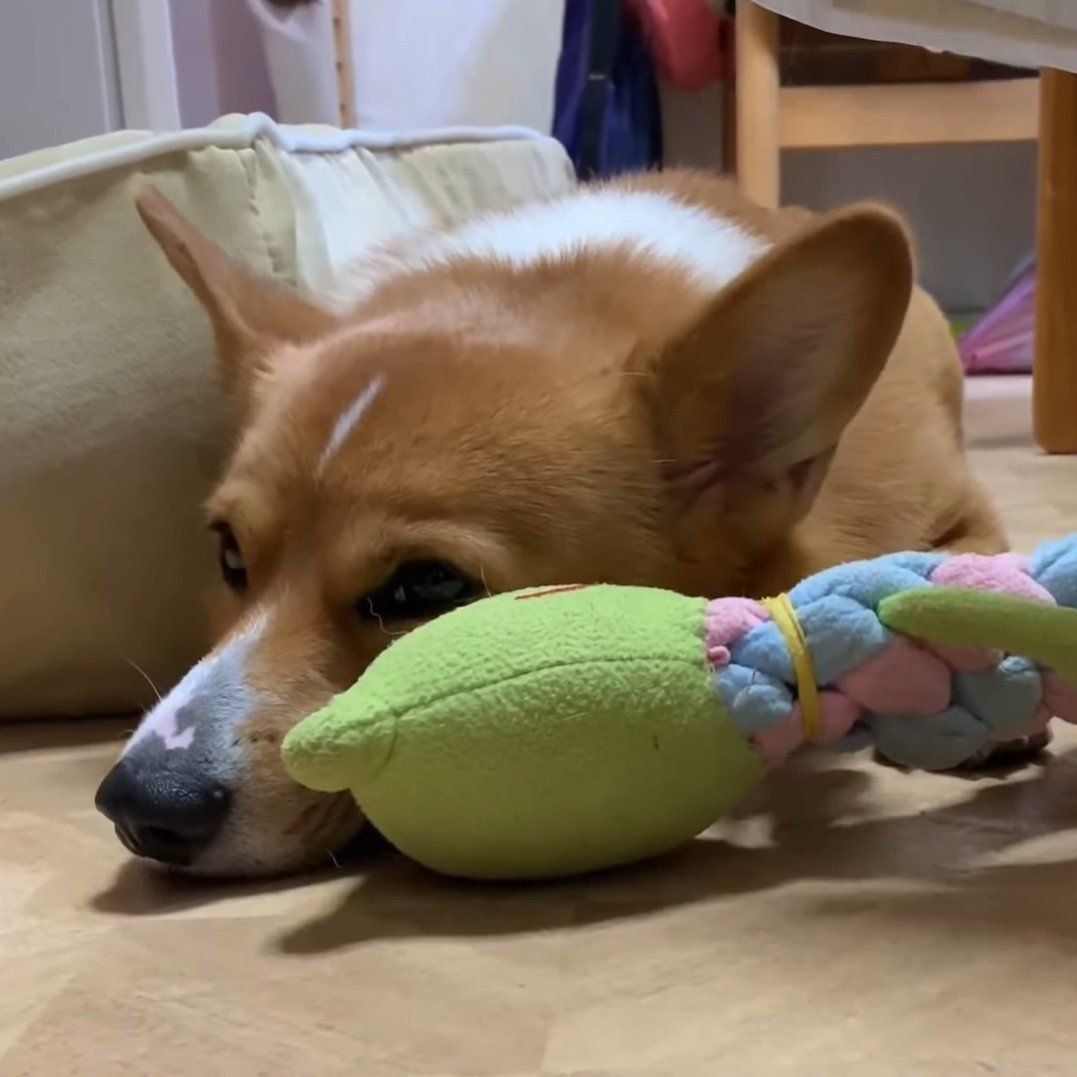 ちょっとふて寝なコナン君