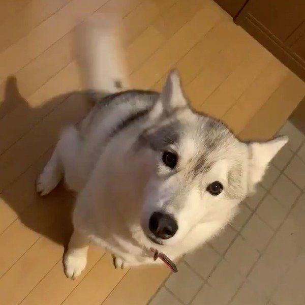 よく喋るシベリアン・ハスキー