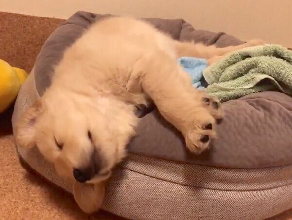 ぐっすり眠るまるくん