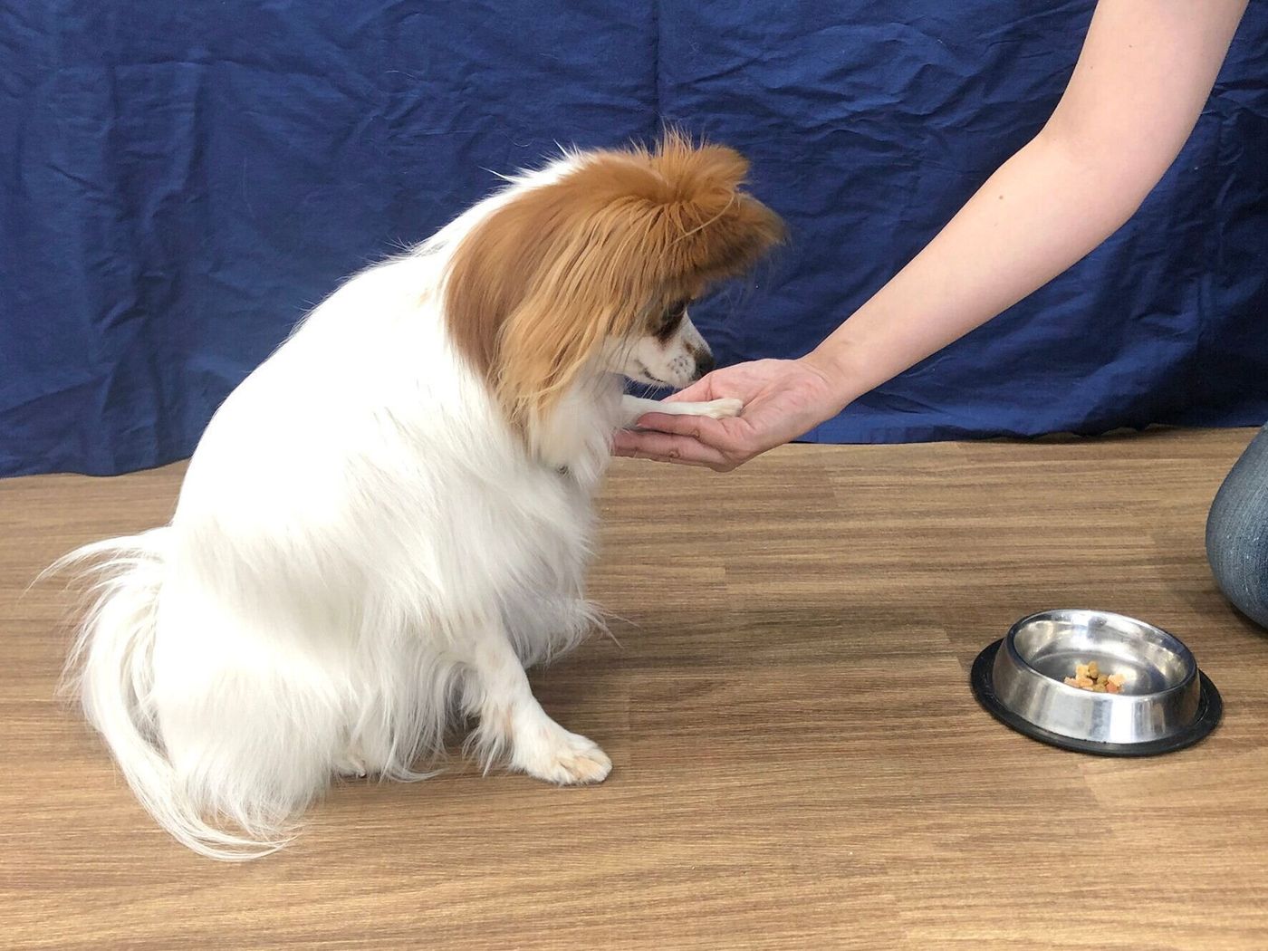 放任主義な飼い主さんと 過干渉な飼い主さん 連載 西川文二の 犬ってホントは Vol 130 いぬのきもちweb Magazine 放任主義な飼い主さんと 過干渉な飼い主さん 連載 西川文二の 犬ってホントは Vol 130 いぬのきもちweb Magazine