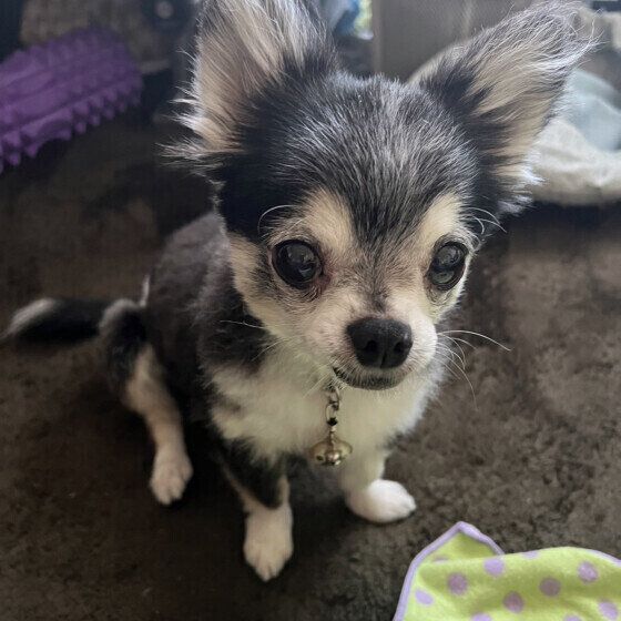 シニア犬が「老い」で徐々にできなくなることと健康管理のポイント いぬのきもち