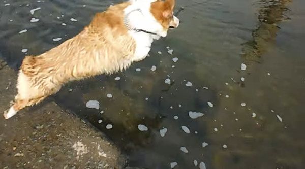 海で遊ぶ犬