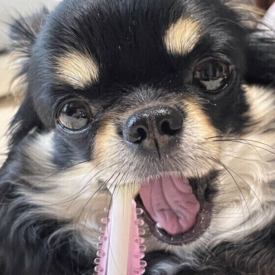 犬を歯磨き上手にさせるコツはある？ 犬の歯磨きの頻度と注意点を獣医師に聞いた いぬのきもち