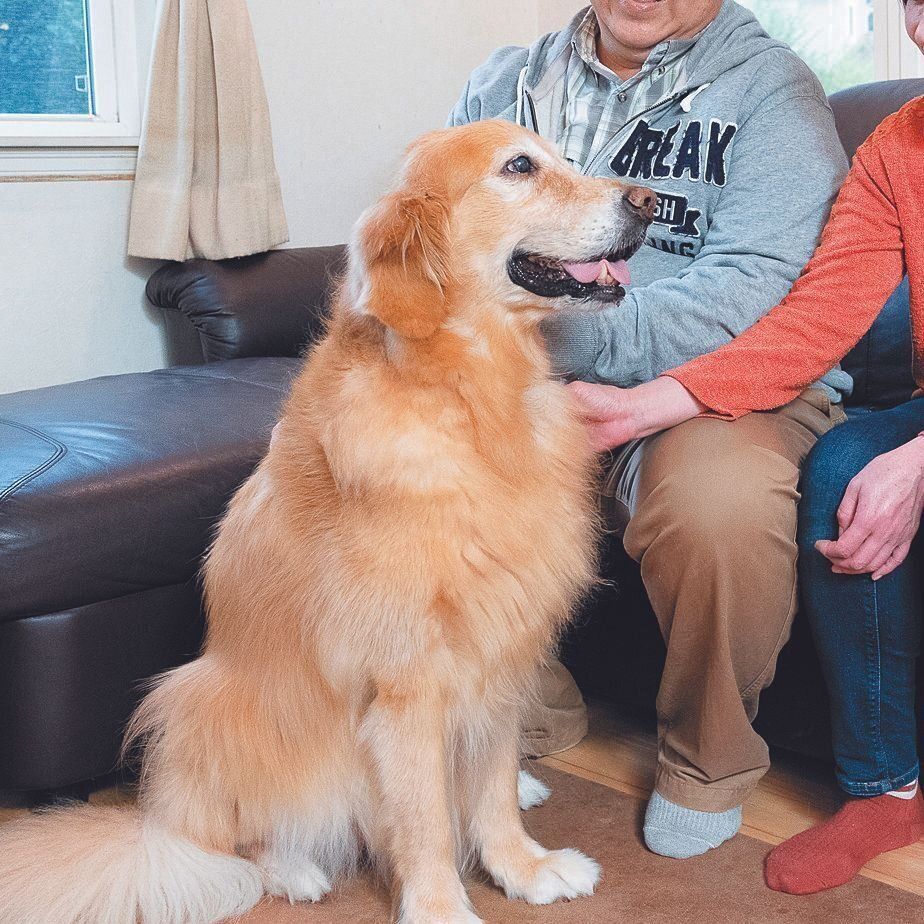 千葉県・Sさんの愛犬ハッピーちゃん（メス・11才／30.0㎏／ゴールデン・レトリーバー／穏やかでやさしい）