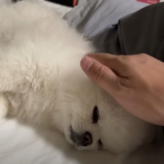 頭をなでられるマヨちゃん