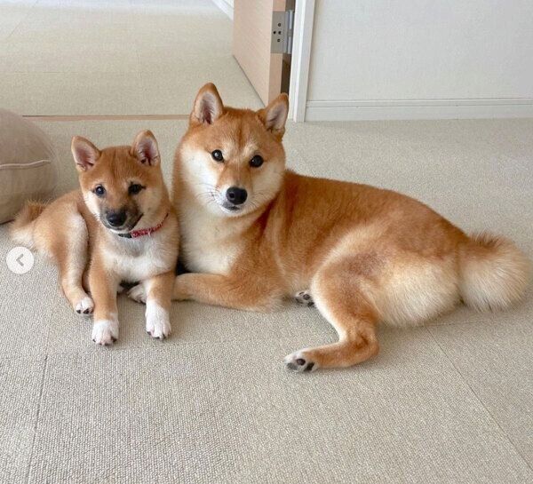 寄り添うまるちゃんとはなちゃん