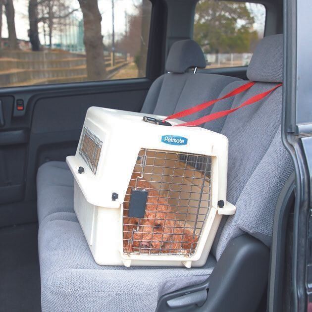 走行中に窓の外を見て吠える犬は、クレートに入れて外が見えないようにするのが得策