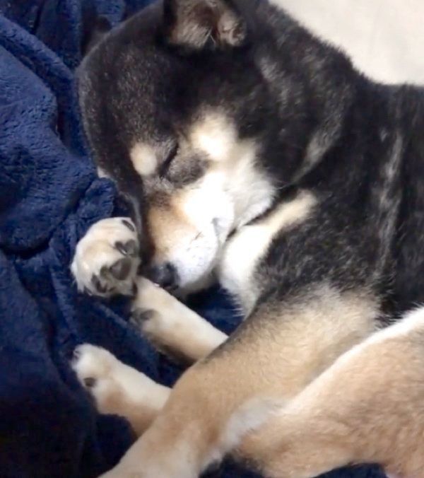 気持ちよさそうに眠る吾子ちゃん