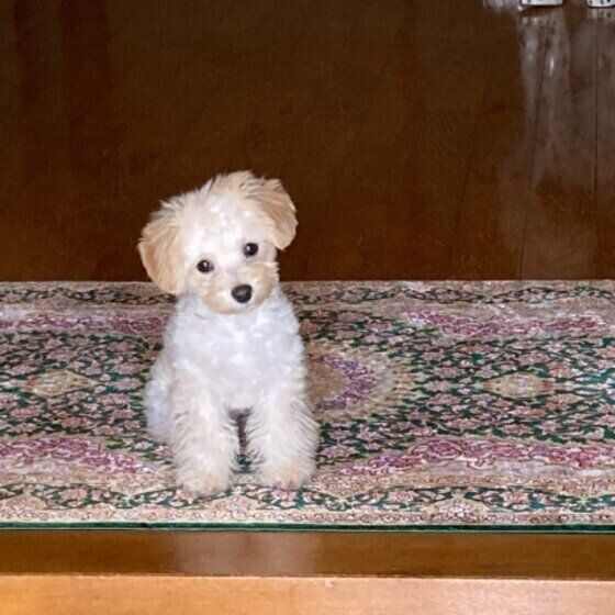 MIXのマロンくん