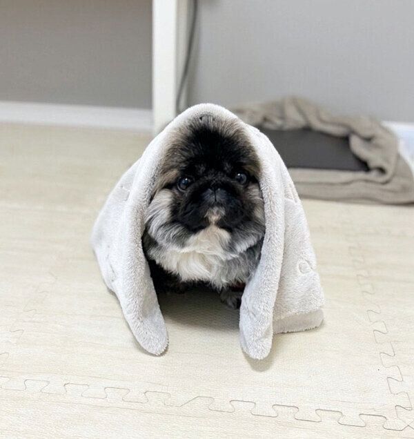 ブランケットをかぶるモブくん