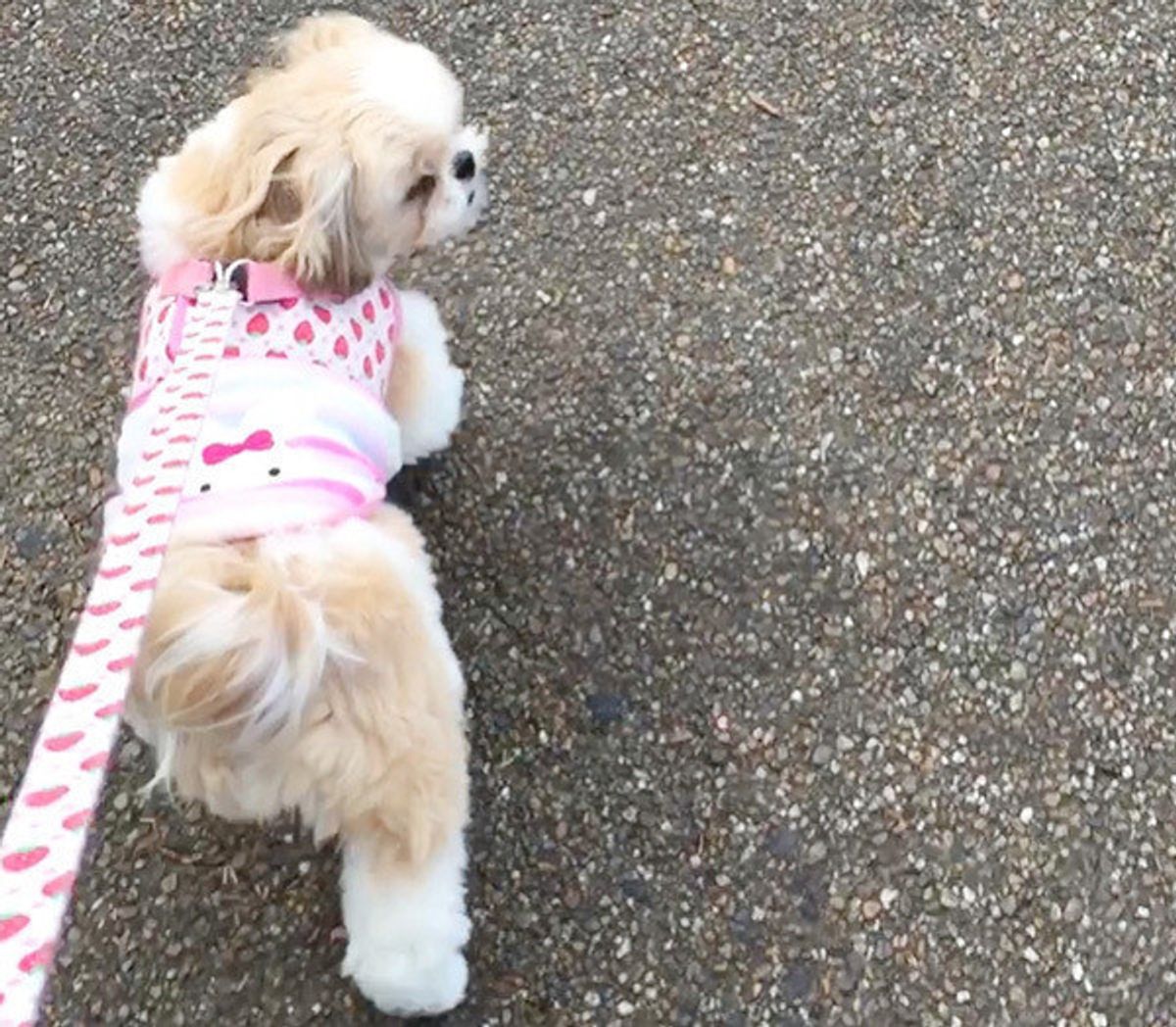 犬のウンチ後の 砂かけ 行為の理由 意見が分かれるも 真相は いぬのきもちweb Magazine 犬のウンチ後の 砂かけ 行為の理由 意見が分かれるも 真相は いぬのきもちweb Magazine