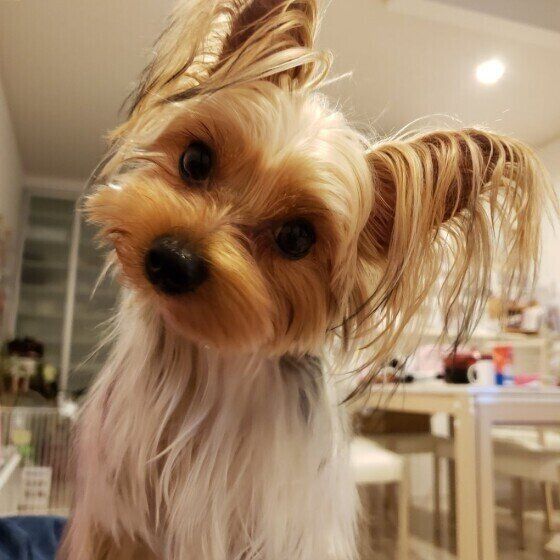 ヨークシャー・テリアのリッチちゃん