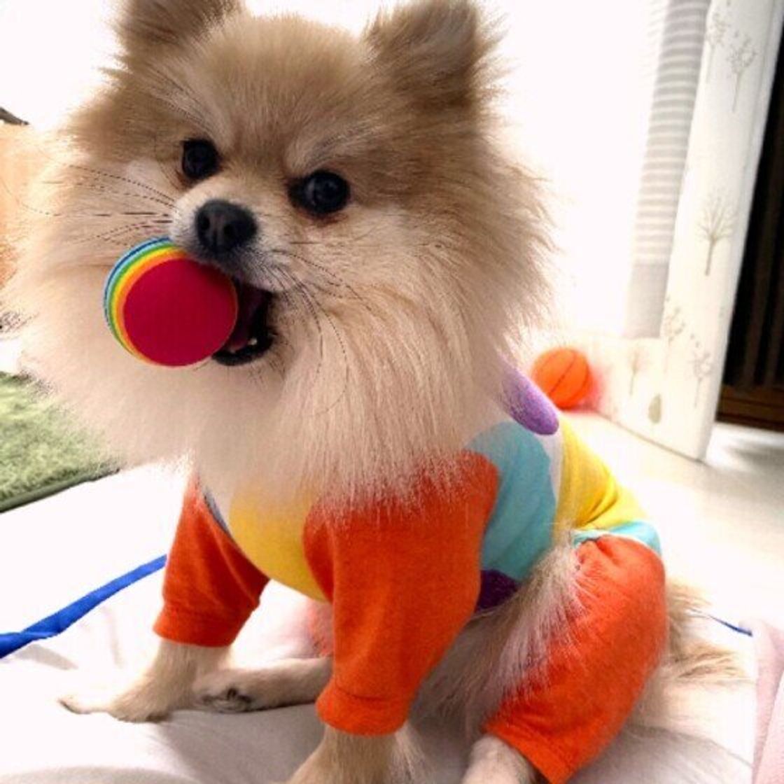 愛犬とおうちでできる サッカー風ボール遊び いぬのきもちweb Magazine 愛犬とおうちでできる サッカー風ボール遊び いぬのきもちweb Magazine