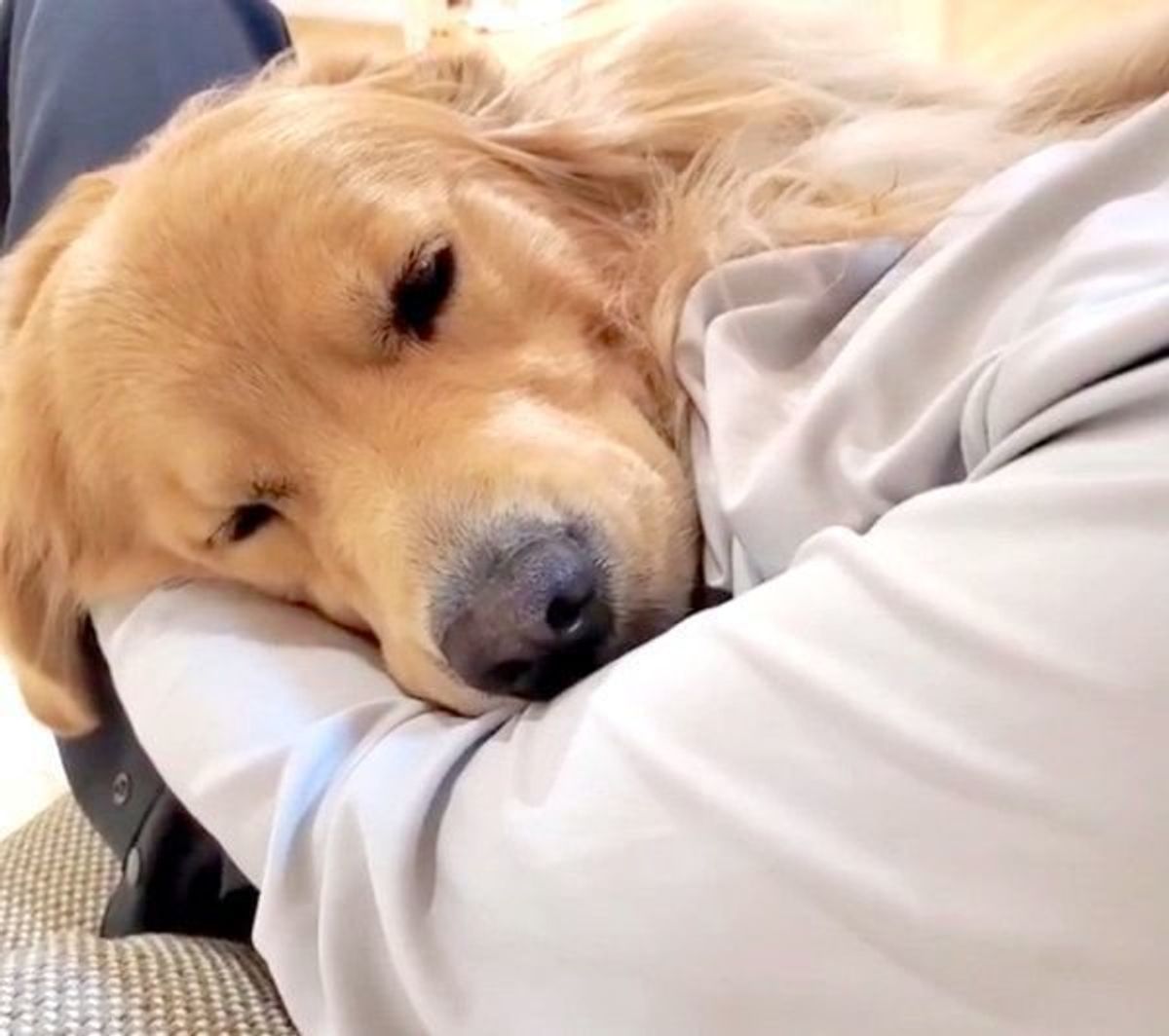 本当に犬なんでしょうか パパと並んでテレビを見る犬の姿に反響 いぬのきもちweb Magazine 本当に犬なんでしょうか パパと並んでテレビを見る犬の姿に反響 いぬのきもちweb Magazine