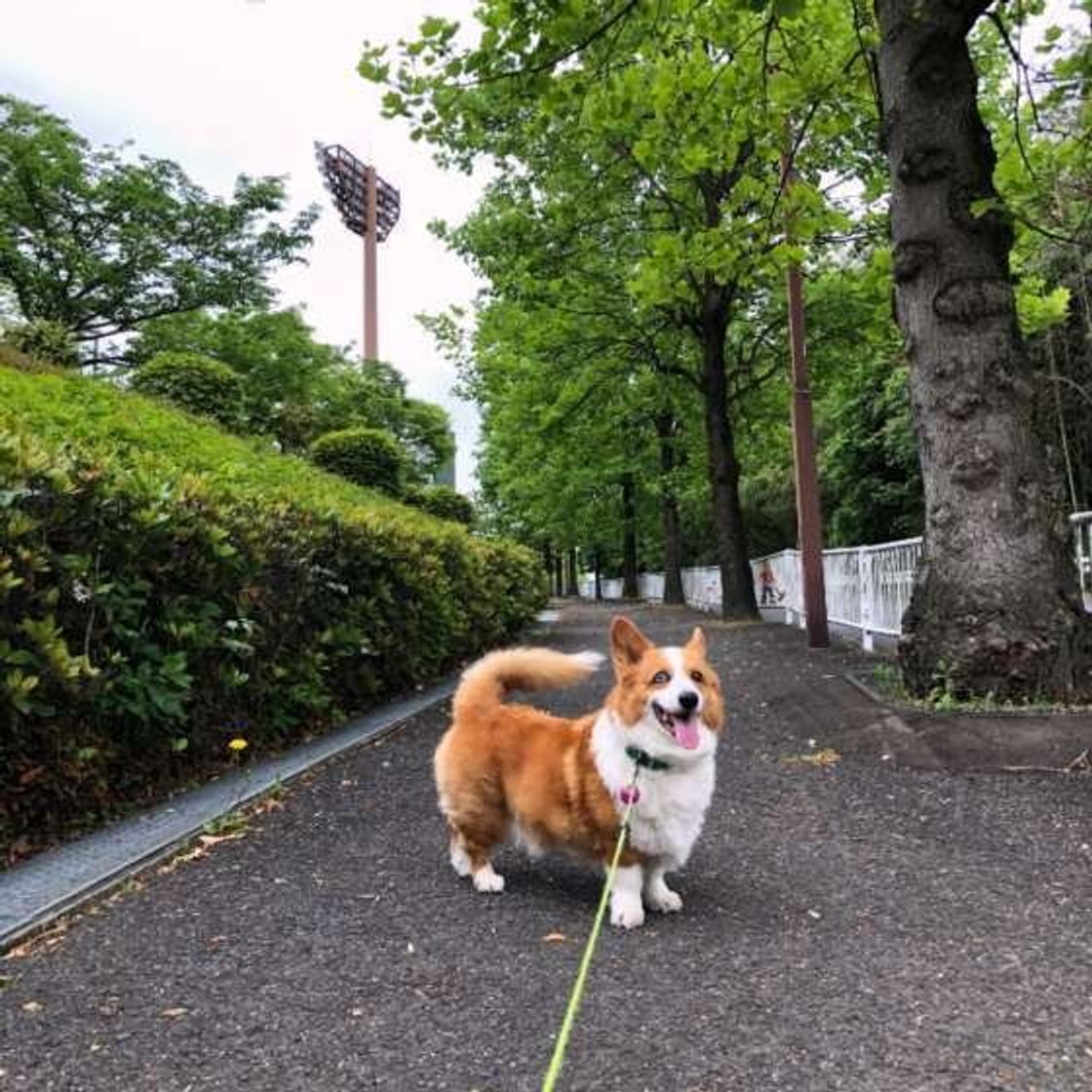 シニアになって愛犬がいうことを聞かなくなった これってなぜ いぬのきもちweb Magazine シニアになって愛犬がいうことを聞かなくなった これってなぜ いぬのきもちweb Magazine