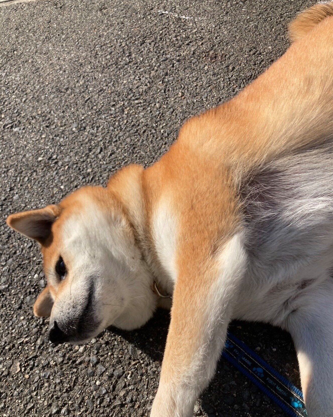 拒否柴中のねぎちゃん