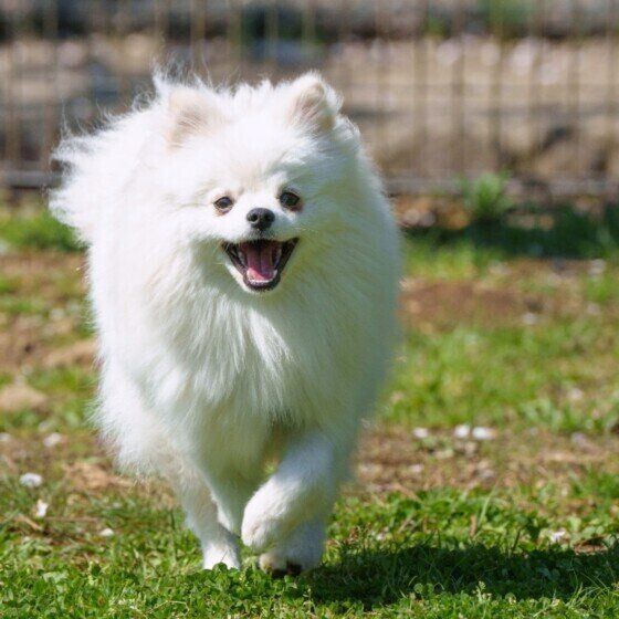 ドッグランで走るそらくん（ポメラニアン）