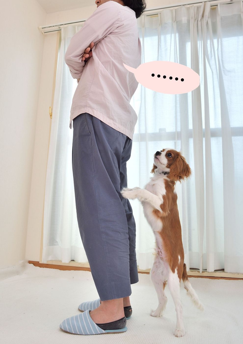 傘や洋服が役に立つ 犬の興奮をその場で静める テク5選 いぬのきもちweb Magazine 傘や洋服が役に立つ 犬の興奮をその場で静める テク5選 いぬのきもちweb Magazine