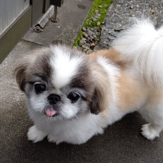 散歩中のペキニーズのあい