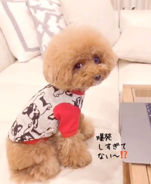 動画を見るトイ・プードル