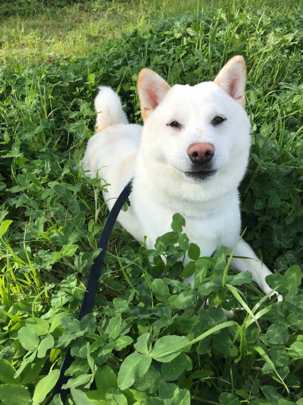 柴犬の種類 色 大きさ 尻尾 発祥の地で違いがある 画像つきで詳しく解説 いぬのきもちweb Magazine 柴犬の種類 色 大きさ 尻尾 発祥の地で違いがある 画像つきで詳しく解説 いぬのきもちweb Magazine