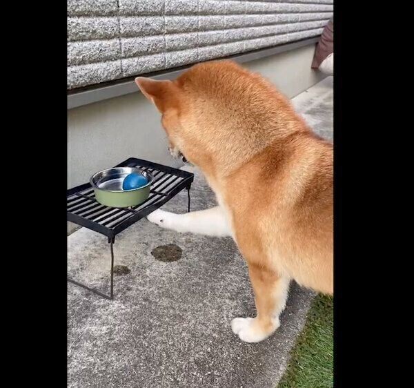 ボールを取ろうとするゆめちゃん