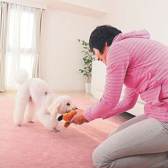 投げたおもちゃを愛犬がくわえて持ってきたら、フードを与えてほめて
