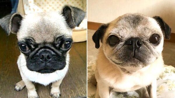 めーちゃんのビフォーアフター