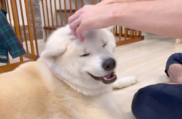 パパさんとの再会を喜ぶ凛太郎くん