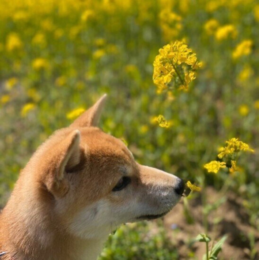 犬は人の1億倍も鼻がきく 犬の嗅覚がスゴイ理由を大解剖 いぬのきもちweb Magazine 犬は人の1億倍も鼻がきく 犬の嗅覚がスゴイ理由を大解剖 いぬのきもちweb Magazine