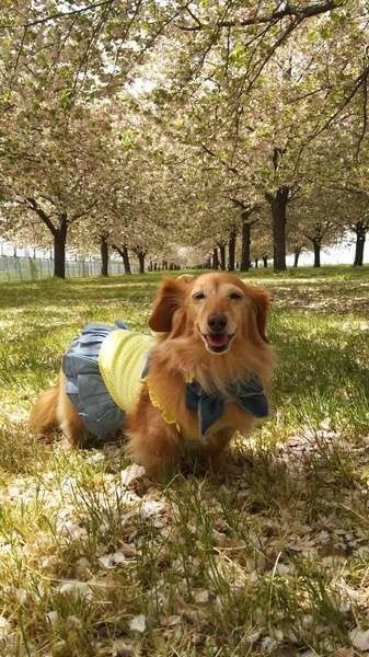 ミニチュア・ダックスフンド