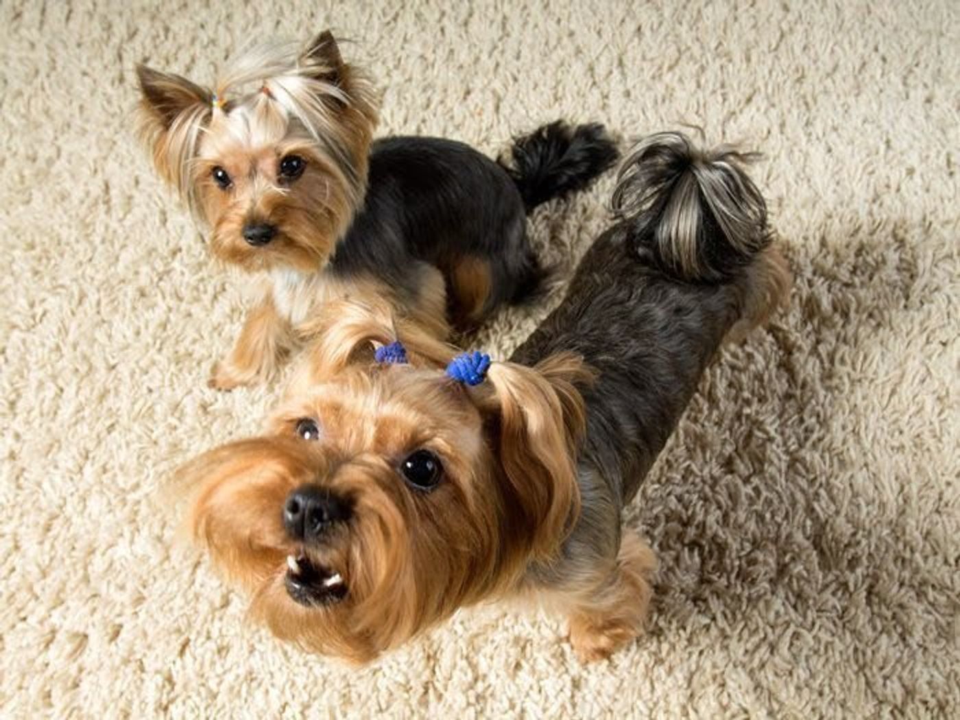 犬の多頭飼いのシビアな現実 飼い主アンケートからわかったこと いぬのきもちweb Magazine 犬の多頭飼いのシビアな現実 飼い主アンケートからわかったこと いぬのきもちweb Magazine