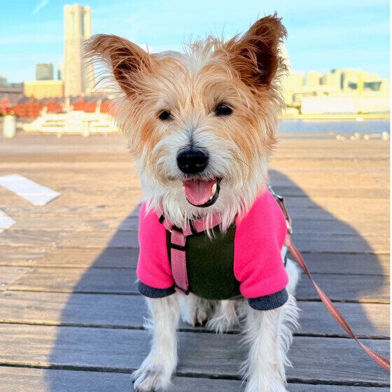 犬が足踏みをするのはなぜ？ 犬が前足で「ふみふみ」をする理由 いぬのきもち