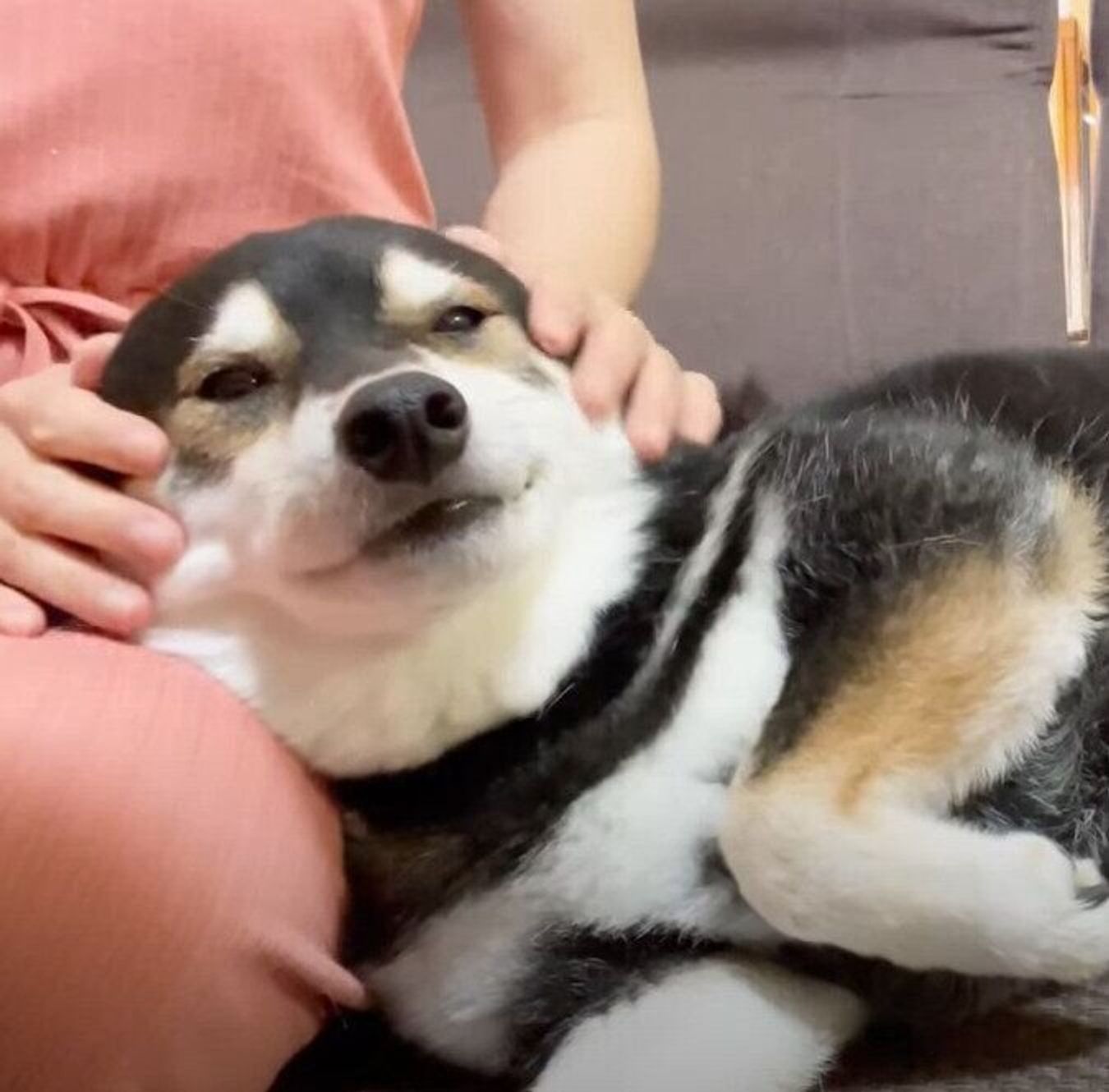 飼い主さんのひざ枕で幸せそう ぷにぷにマッサージでまったりする柴犬 いぬのきもちweb Magazine 飼い主さんのひざ枕で幸せそう ぷにぷにマッサージでまったりする柴犬 いぬのきもちweb Magazine