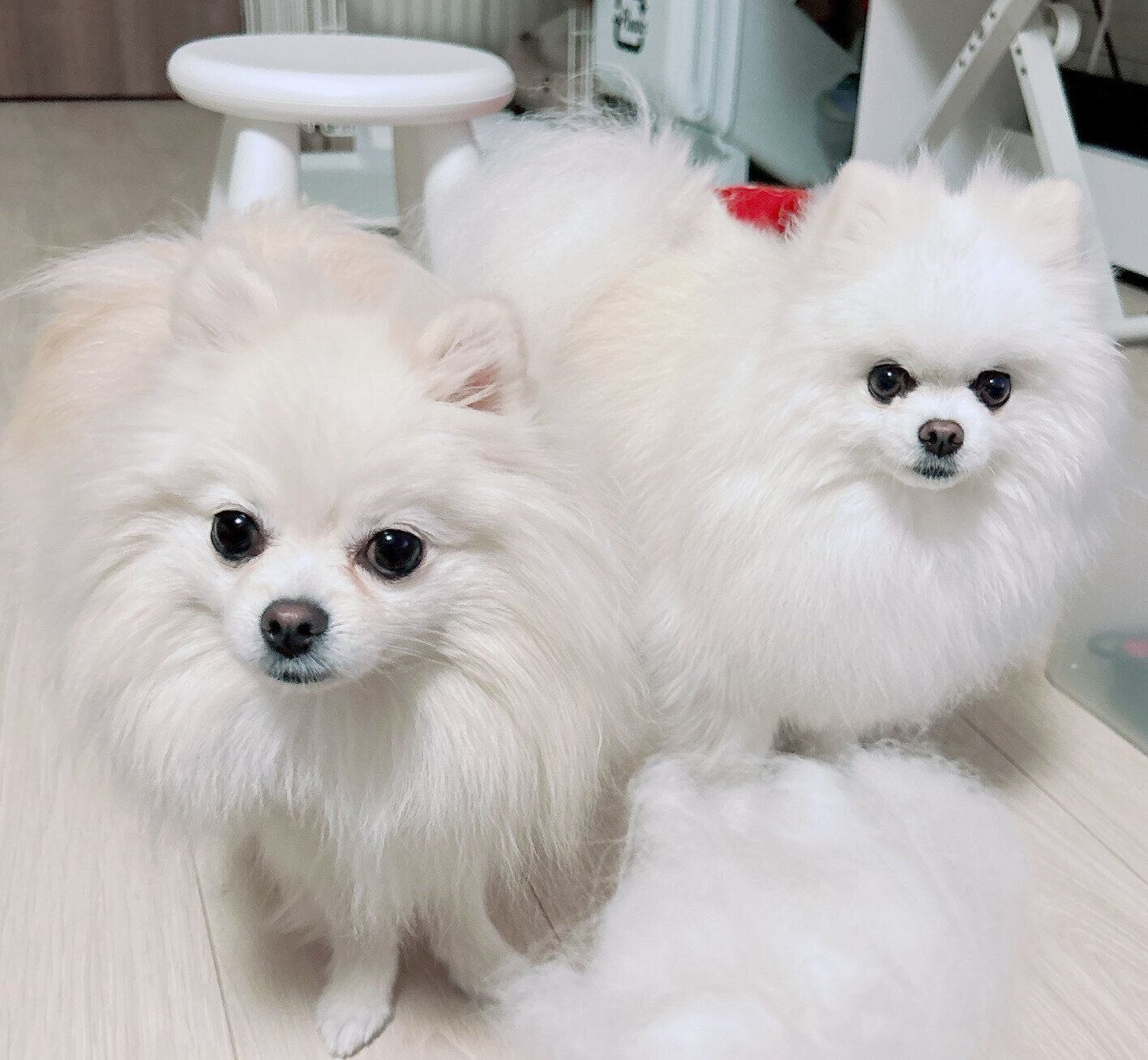 モフモフなそらくん、くれはくん