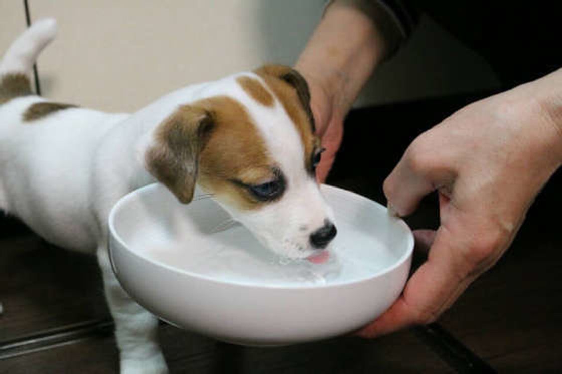 量や頻度 置く場所は 犬の飲み水 の正解をおさらい いぬのきもちweb Magazine 量や頻度 置く場所は 犬の飲み水 の正解をおさらい いぬのきもちweb Magazine