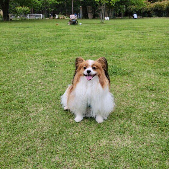 パピヨンのルイくん