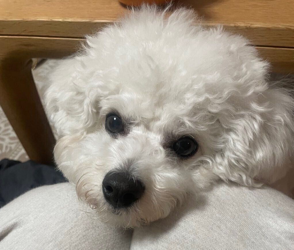 見つめるノワちゃん