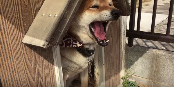 あくびをする柴犬