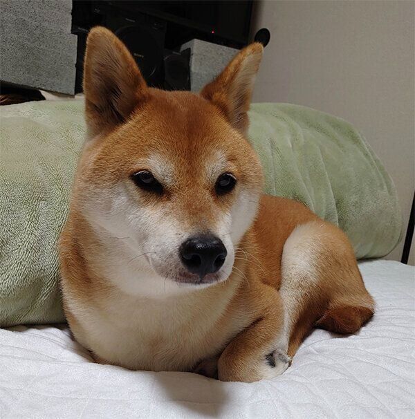 くつろぐテツくん
