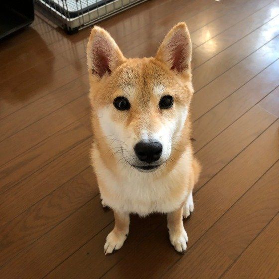 柴犬のおすわり