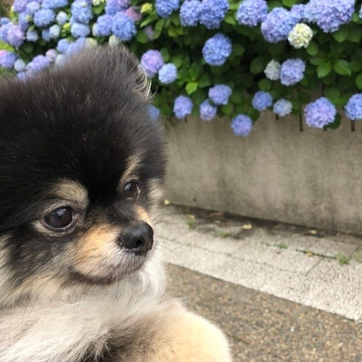 犬もジメジメした季節にご用心 梅雨時トラブル予防法 いぬのきもちweb Magazine 犬もジメジメした季節にご用心 梅雨時トラブル予防法 いぬのきもちweb Magazine