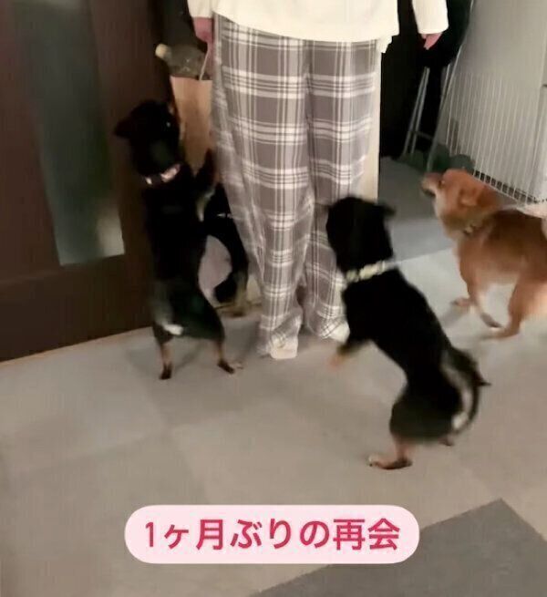 お姉ちゃんのことを出迎える犬たち