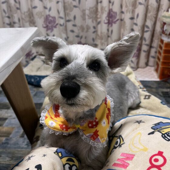 ミニチュア・シュナウザー　まったり