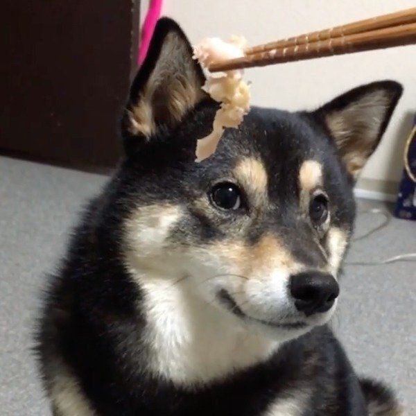 大好物を前に意外な行動をする柴犬