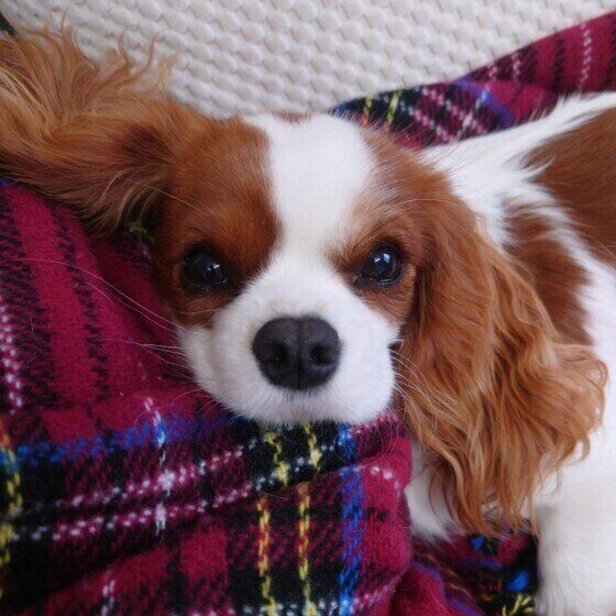 キャバリア・キング・チャールズ・スパニエル