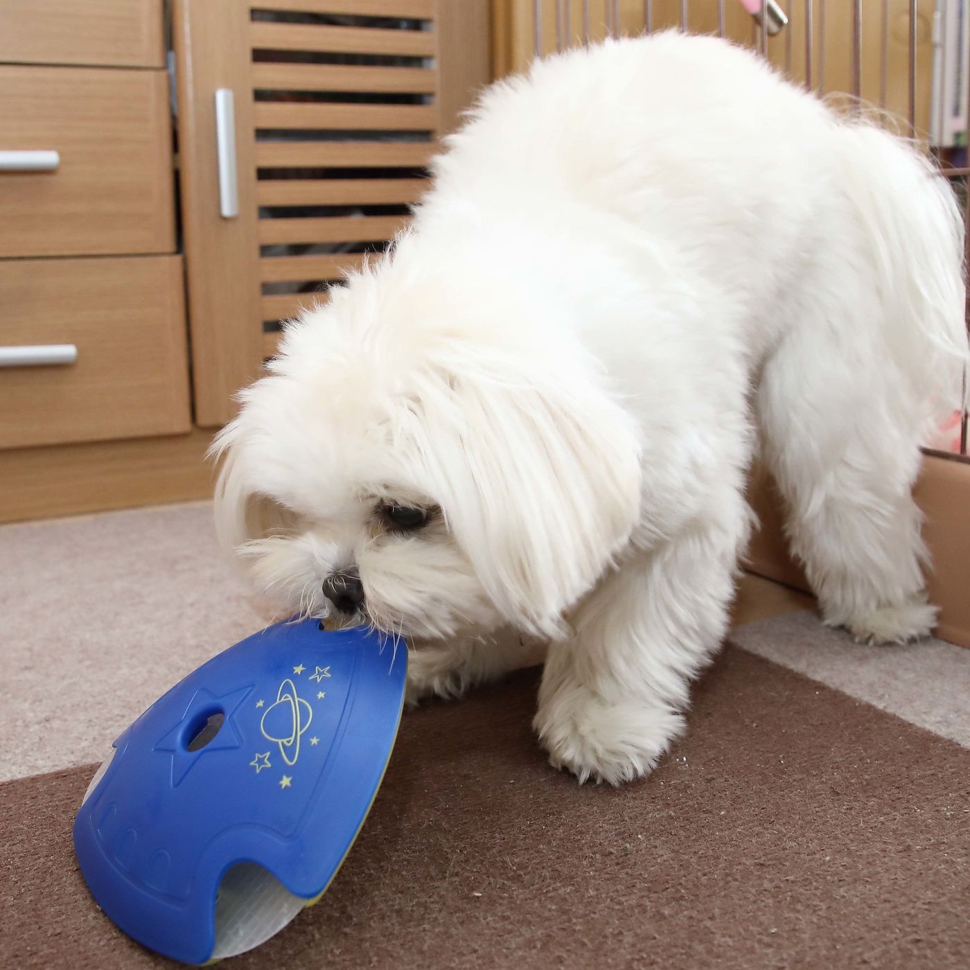 生まれつき両耳が聞こえないと気がついた飼い主がとった行動は いぬのきもちweb Magazine 生まれつき両耳が聞こえないと気がついた飼い主がとった行動は いぬのきもちweb Magazine