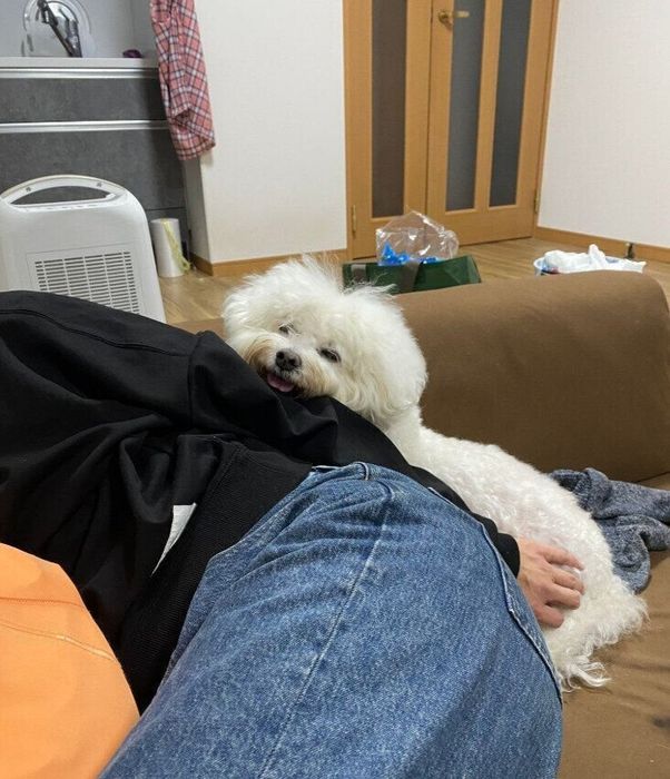 飼い主と一緒にゴロゴロする犬